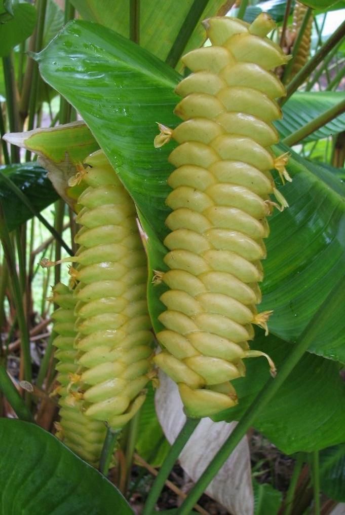 YELLOW RATTLE Calathea crotalifera Rattlesnake Plant Tropical Foliage